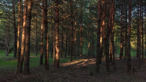 Forest in sunset sun rays. Stock Footage 294178747