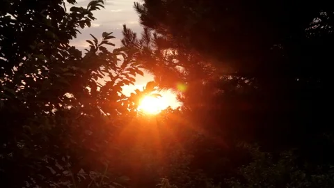 Forest Sunset Time Lapse Stock Footage 99117010