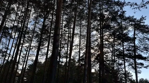 Forest Sunset Time Lapse Video Video stock 250091710