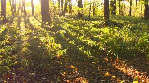 Forest sunset timelapse. Autumn time. Stock Footage 44946630