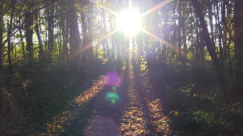 Forest sunset timelapse. Autumn time. Video stock 44959192