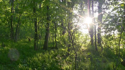 Forest at sunset. Timelapse. Stock Footage 24682351