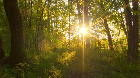 Forest at sunset. Timelapse. Stock Footage 24683743