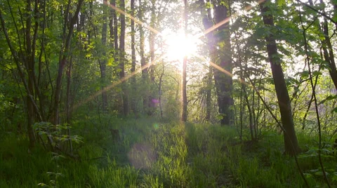 Forest sunset timelapse. Stock Footage 37845303