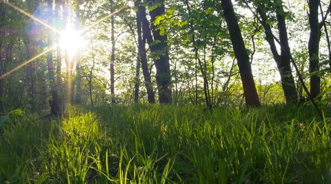Forest sunset timelapse. Video stock 37927026