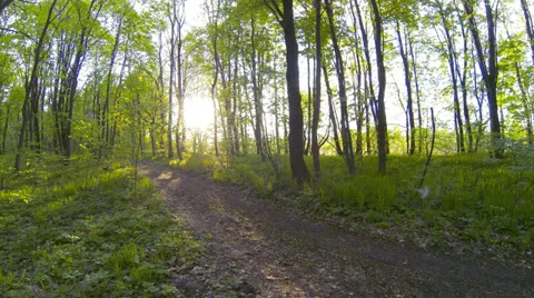 Forest sunset timelapse. Stock Footage 38286655