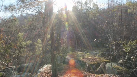 Forest Sunset Timelapse 스톡 동영상 112664487