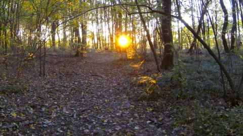 Forest sunset timelapse. Slider cam. Autumn time. Stock Footage 44966635
