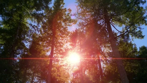 Forest Sunset Tree Park Landscape Bright Orange Lens Flare Beautiful Nature View Stock Footage 83866999