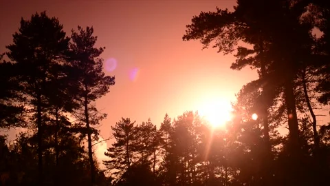Forest at sunset united kingdom Stock Footage 221127274
