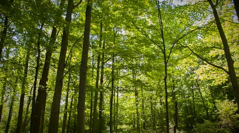 Forest sunshine Stock Footage 44534905