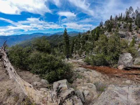 Forest Super View Stock Photos