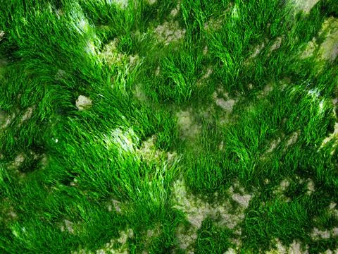 In the forest on the surface grows a long green moss.Texture or background Stock Photos