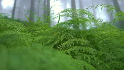 Forest surrounded by small green plants. Stock Footage