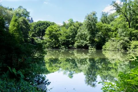 Forest surrounding a pond Фото