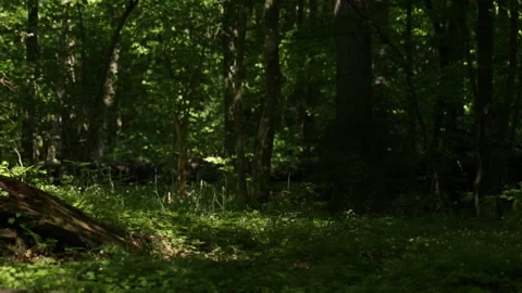 Forest Survey Stock Footage 91177654