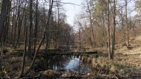 Forest swamp. aerial. Sun rays. Spring. Video stock 127162904
