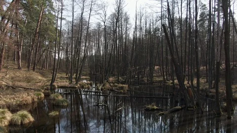 Forest swamp. aerial. Sun rays. Spring. Stock Footage 127162908