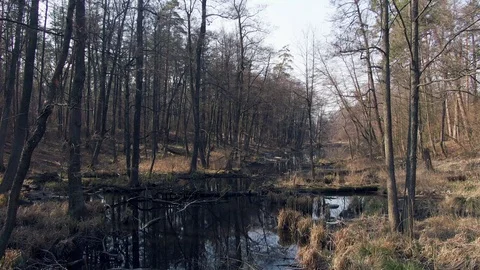 Forest swamp. aerial. Sun rays. Spring. Stock-Footage 127162952