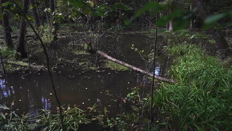 A forest swamp in a dense, dark forest. Stock Footage 318592072
