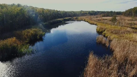 Forest Swamp Video stock 122337152