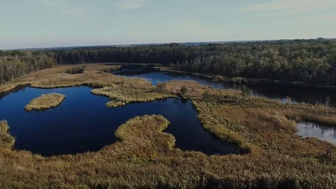 Forest Swamp Stock-Footage 122337183