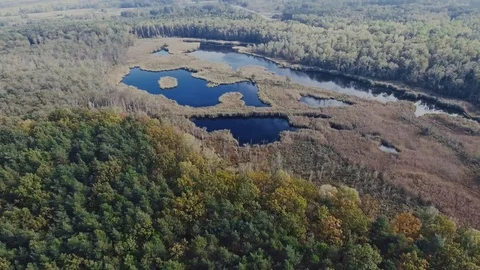 Forest Swamp Stock Footage 122337186