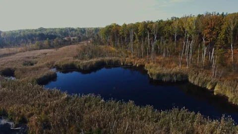 Forest Swamp Stock Footage 122337198