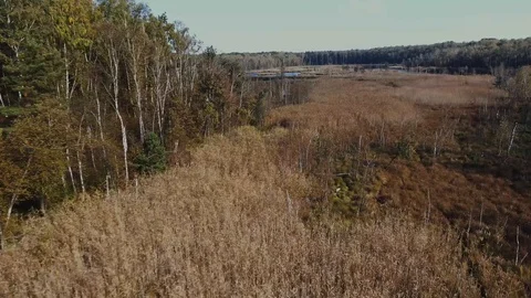 Forest Swamp Stock-Footage 122337200