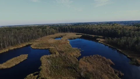 Forest Swamp Stock Footage 122337223