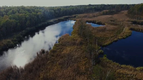 Forest Swamp Video stock 122337242