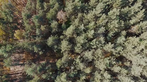 Forest Swamp Video stock 122337244