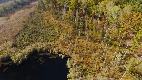 Forest Swamp Video stock 122337247