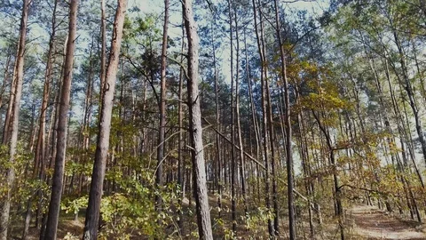 Forest Swamp Stock Footage 122337248