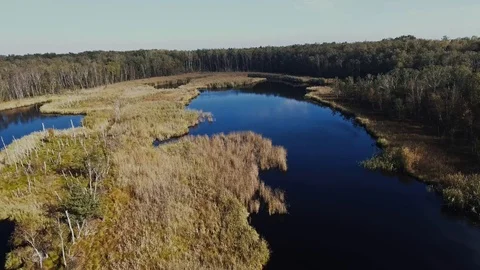 Forest Swamp Stock Footage 122337249