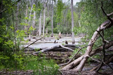 Forest with swamp Stock Photos