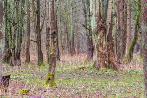 Forest With Swamp Stock Photos