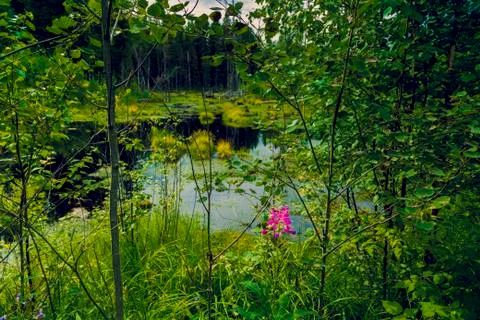 On a forest swamp 스톡 사진
