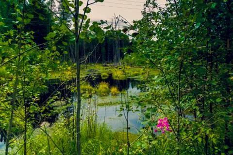 On a forest swamp 写真素材