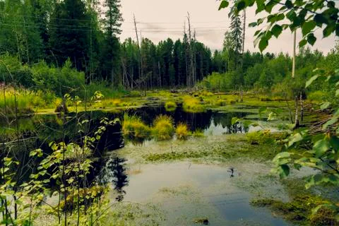 On a forest swamp Fotos Stock