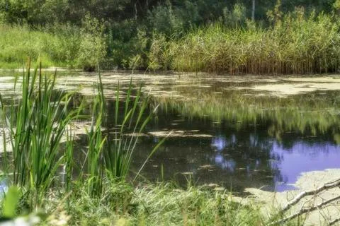 Forest swamp Stock Photos