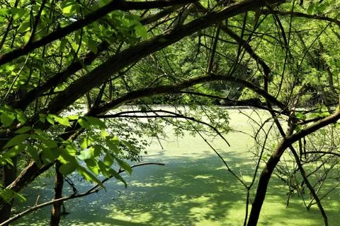 The forest swamp 스톡 사진
