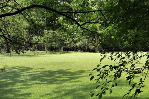 The forest swamp Stock Photos