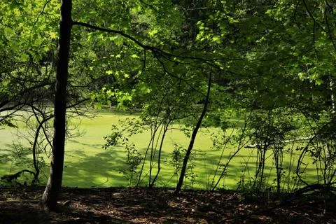 The forest swamp Stock Photos