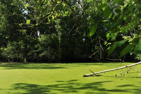 The forest swamp Stock Photos