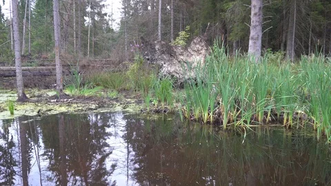 Forest swamp in summer and a fallen stone 4k Stock Footage 92326997