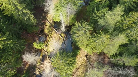 Forest swamp on a sunny day aerial view Stock Footage