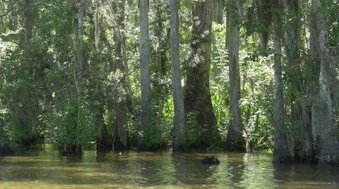 Forest swampland environment Stock Footage 54888941