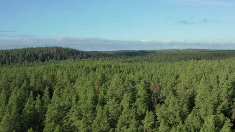 Forest in Sweden drone fly over shot. Green woodland healthy fresh nature Video stock 142284407