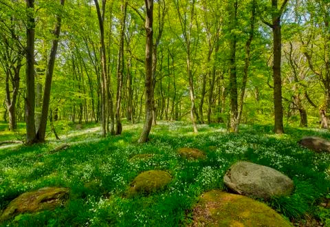 Forest. Sweden Stock Photos